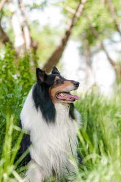 苏格兰牧羊犬