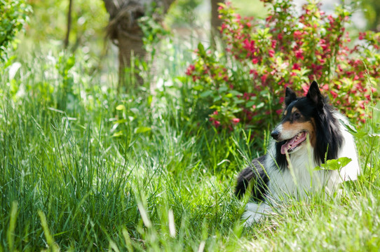 苏格兰牧羊犬