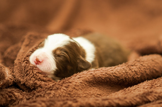 澳大利亚牧羊犬幼犬