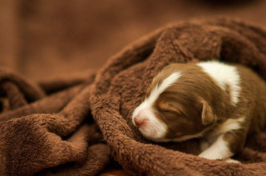 澳大利亚牧羊犬幼犬