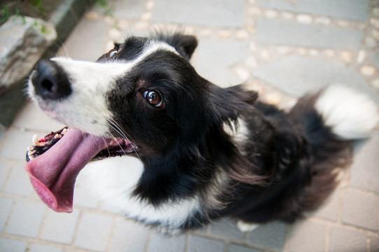 边境牧羊犬