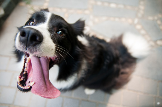 边境牧羊犬