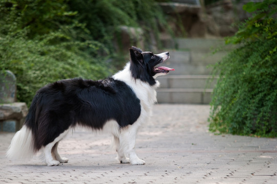 边境牧羊犬