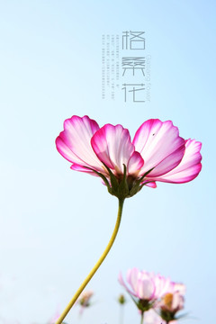 格桑花