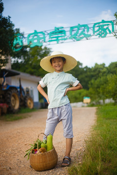 蔬菜采摘