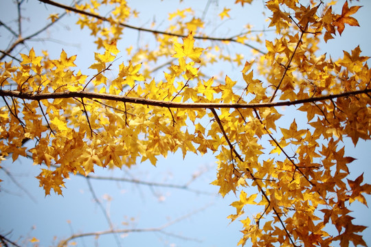 金色的树叶