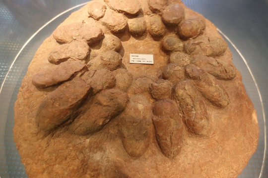 晚白垩纪纪粗皮巨型恐龙蛋化石