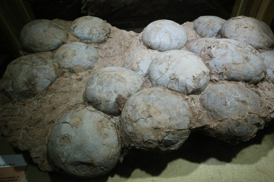 晚白垩世恐龙蛋化石