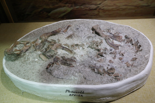 早白垩纪鹦鹉嘴龙化石