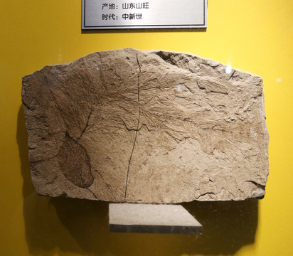 中新世尾金鱼藻化石石