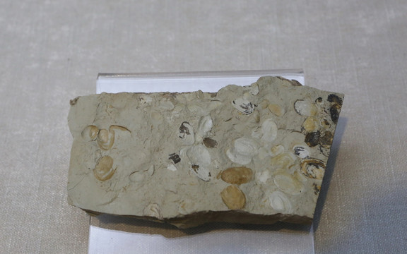 早白垩世费尔干蚌的化石