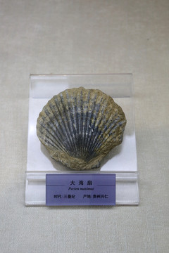 三叠世大海扇化石
