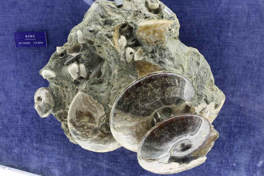 早白垩世香花菊石化石