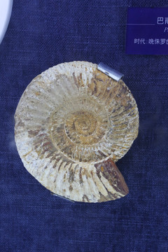 晚侏罗世的巴甫洛夫菊石化石