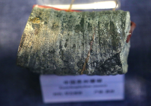 早石炭世中国贵州珊瑚化石