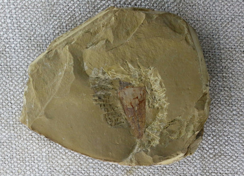 云南鳃虾虫的化石