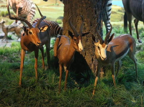 非洲羚羊的标本