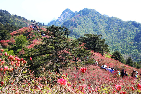 龟山杜鹃花海