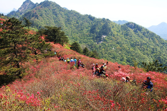 麻城龟山杜鹃花