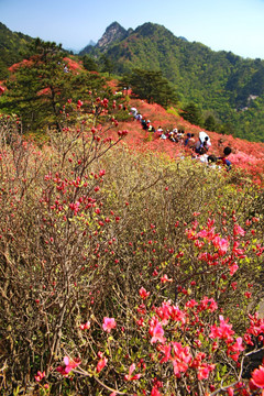 麻城龟山杜鹃花海