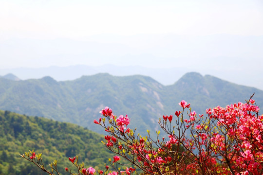 龟山杜鹃