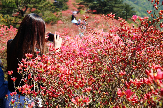 湖北麻城杜鹃花海