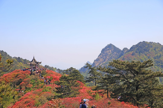 龟山杜鹃花海