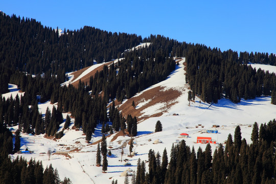 天山雪松