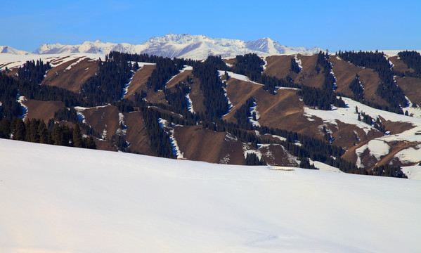 天山雪松