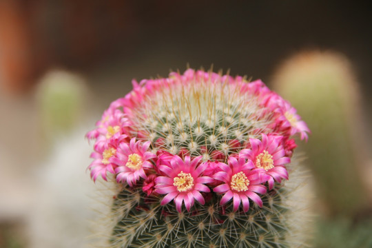 仙人掌花