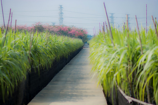 油画春天