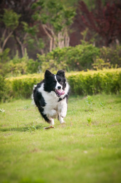 边境牧羊犬