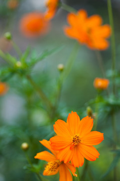 波斯菊格桑花