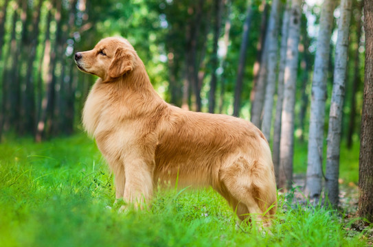 金毛巡回猎犬