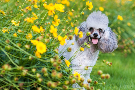 泰迪贵宾犬