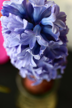 紫色风信子花朵特写