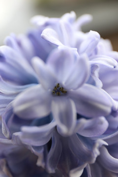 紫色风信子花朵特写