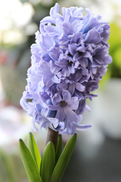 紫色风信子花朵特写