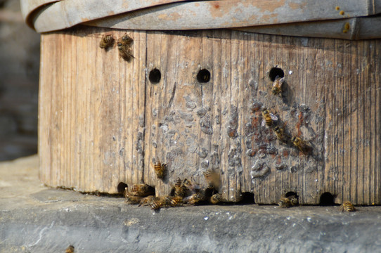 蜜蜂 蜂巢
