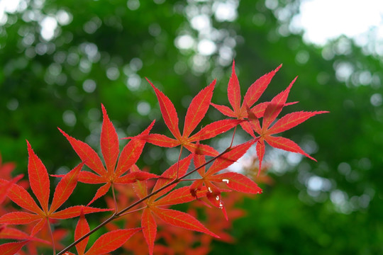 枫叶 香山红叶