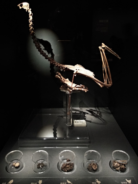 马王堆出土鸟类骨骼标本