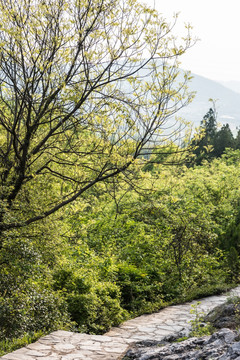 阳山碑材景区山林