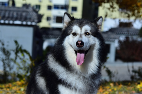 高清  阿拉斯加雪橇犬