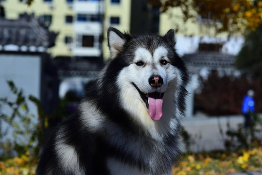 高清 阿拉斯加雪橇犬