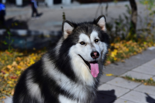 高清  阿拉斯加雪橇犬