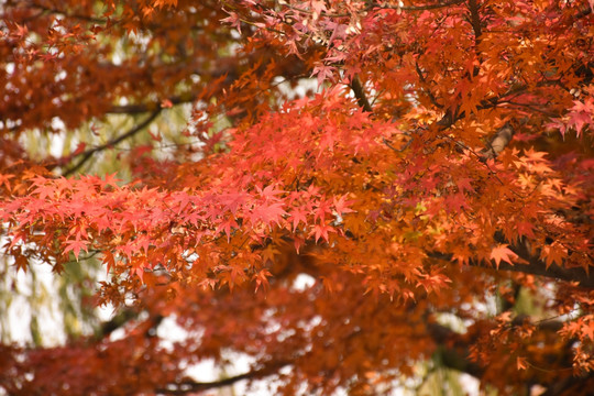 紅葉