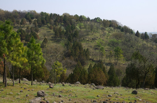 来安早春山色