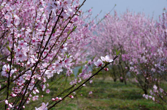 桃花林