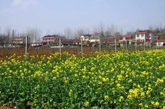 村庄前的油菜田和葡萄园