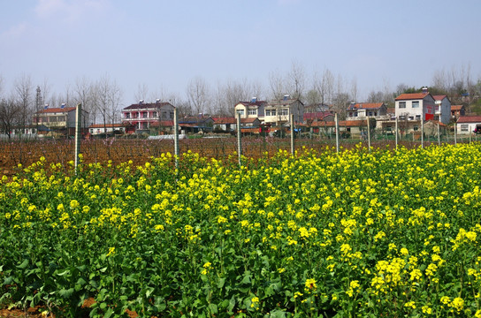 村莊前的油菜田和葡萄園